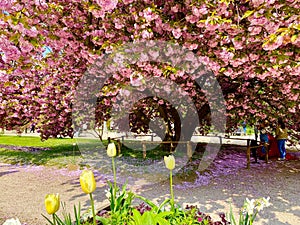 spring in the gardens Jardin des Plantes in Paris