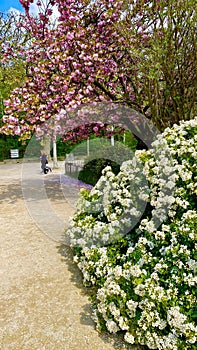 spring in the gardens Jardin des Plantes in Paris