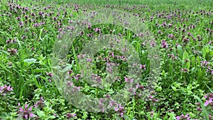 Beautiful spring grass with lilac flowers under a gust of wind. Alpine meadows.