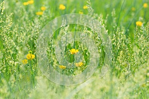 Beautiful spring grass and little yellow flowers