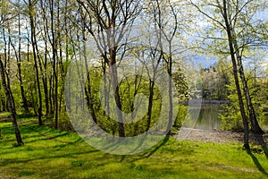 Beautiful spring green forest