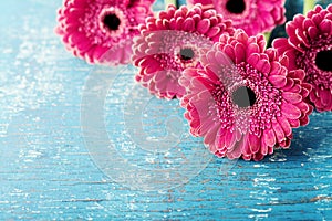 Beautiful spring greeting card for Mother or Womans day with fresh gerbera daisy flowers on vintage turquoise background.