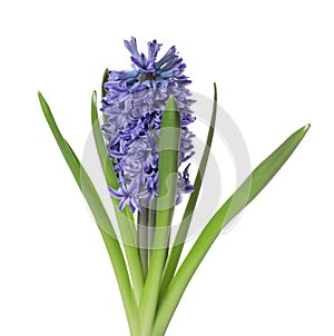 Beautiful spring hyacinth flower