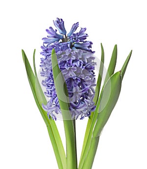 Beautiful spring hyacinth flower