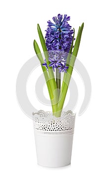 Beautiful spring hyacinth flower