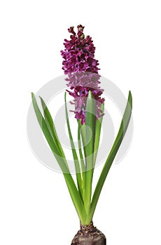 Beautiful spring hyacinth flower on white