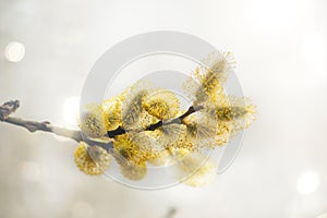 Beautiful spring image  twigs of blossoming pussy willow background of light, selective soft focus