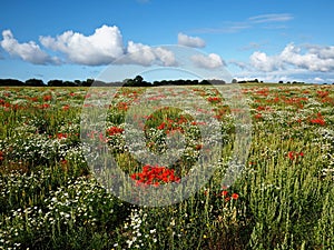 Beautiful spring landscape with blooming flowers on meadow