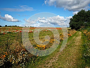 Beautiful spring landscape with blooming flowers on meadow