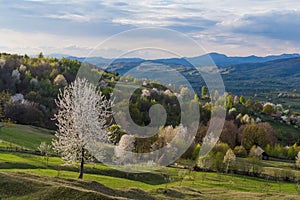 Beautiful spring landscape with blossom trees