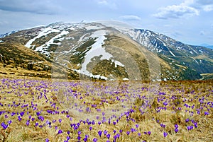 Beautiful spring landscape in Carpathians with blooming crocuses