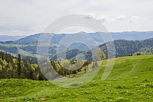 Beautiful spring landscape in Carpathians mountains. Ukraine.