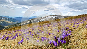 Beautiful spring landscape in Carpathians, Ukraine