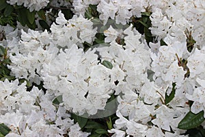 Very beautiful spring flowering shrubs