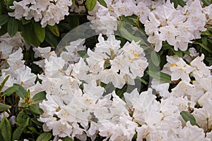 Very beautiful spring flowering shrubs