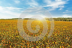 Beautiful spring landscape field with bright yellow and red flowers