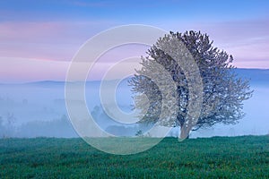 Beautiful spring in landscape. Foggy summer morning in the mountains. Blooming tree on the hill with fog. Tree from Sumava mountai photo