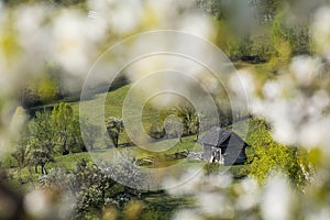 Beautiful spring landscape at the foothills of the Carpathian mountains