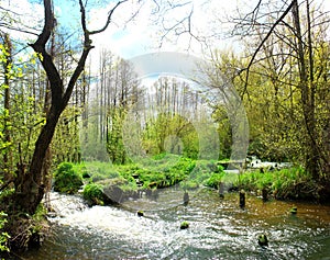 Beautiful spring landscape. Forest river in spring.