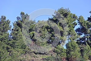 Beautiful spring landscape. Galilee mountain view.