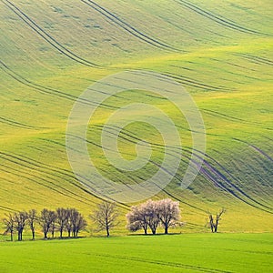 Beautiful spring landscape with green field. Flowering trees. Waves and hills with grass in Moravian Tuscany - Kyjov