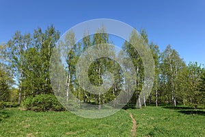 Beautiful spring landscape with green leaves on high birches under blue cloudless sky in sunny day photo