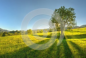 Beautiful spring landscape with a green lush grass and single t