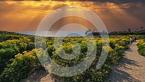 a beautiful spring landscape with a hillside covered with yellow flowers and lush green plants, blue ocean water