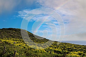 a beautiful spring landscape with a hillside covered with yellow flowers and lush green plants, blue ocean water, blue sky