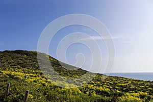 a beautiful spring landscape with a hillside covered with yellow flowers and lush green plants, blue ocean water, blue sky