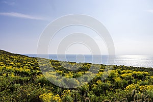 a beautiful spring landscape with a hillside covered with yellow flowers and lush green plants, blue ocean water, blue sky