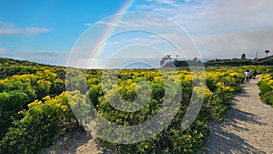 a beautiful spring landscape with a hillside covered with yellow flowers and lush green plants, blue ocean water, blue sky