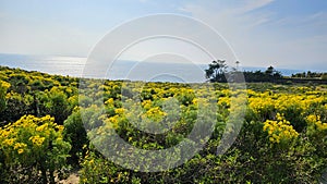 a beautiful spring landscape with a hillside covered with yellow flowers and lush green plants, blue ocean water, blue sky