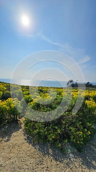 a beautiful spring landscape with a hillside covered with yellow flowers and lush green plants, blue ocean water, blue sky