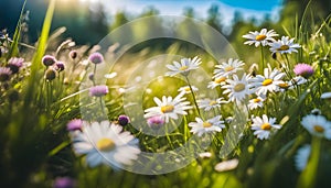 Beautiful spring landscape with meadow flowers and daisies in the grass. Natural summer panorama, summer landscape,