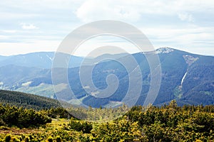 Nature view in forest in spring time