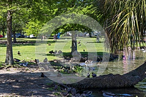 A beautiful spring landscape at New Orleans City Park with people, lush green trees, grass and plants, a lake, birds and blue sky