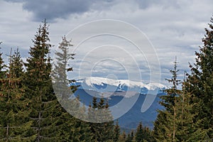 Beautiful spring landscape with pines and snow-covered mountains