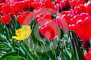 Beautiful spring landscape with yellow tulip on red background (exceptional concept