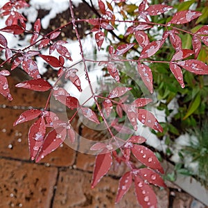 Beautiful spring leafes on the tree