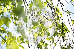 Beautiful Spring leaves with bokeh lights