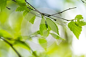 Beautiful Spring leaves with bokeh lights