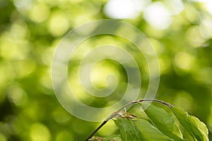 Beautiful Spring leaves with bokeh lights in the Spring forest.