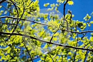 Beautiful Spring leaves with bokeh lights in the Spring forest, natural backgound