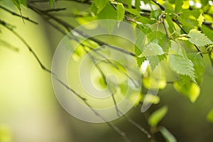 Beautiful Spring leaves with bokeh lights in the Spring forest, natural backgound for Spring projects