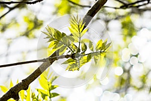 Beautiful Spring leaves with bokeh lights in the Spring forest, natural background