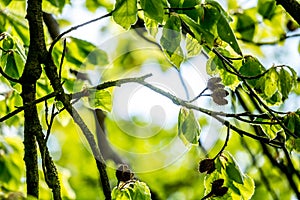 Beautiful Spring leaves with bokeh lights in the Spring forest, natural backrgound