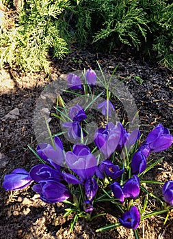 Beautiful spring lilac crocuses