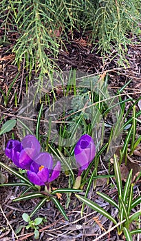 Beautiful spring lilac crocuses