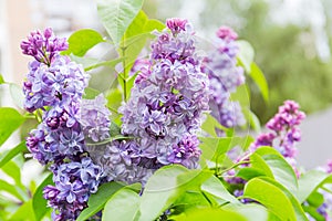 Beautiful spring lilac flowers